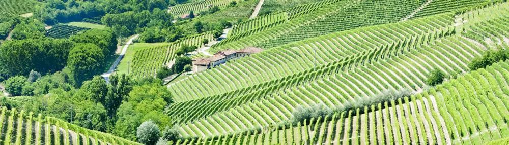 Storia Del Vino 38 nebbiolo-red-wine-vino-rosso-piemonte