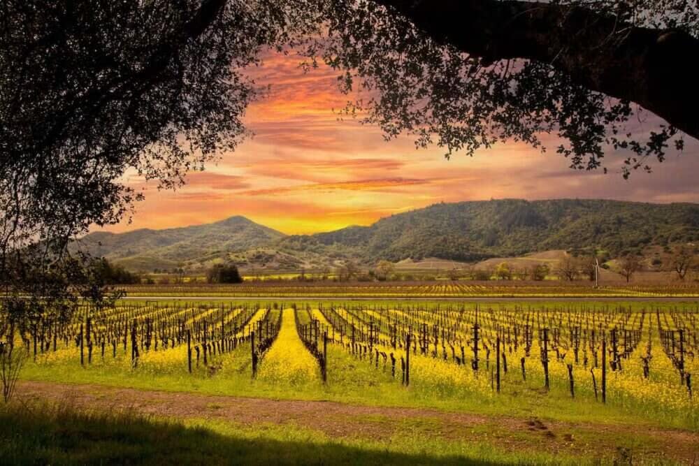 Carneros & Jackson Family Wines: si volta pagina nella viticoltura americana 2 Carneros Wineries Napa Valley