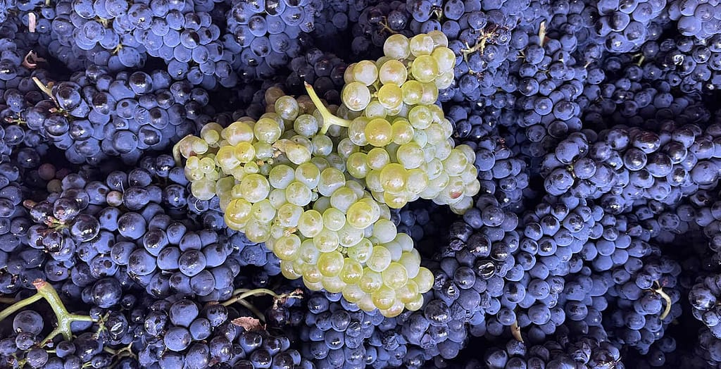 Vigneti e territorio Decisivi Sguardi su Paul Bara e Fratelli Barale: Vini, Storia e Tradizione tra Champagne e Barolo Vitigni Paul Bara