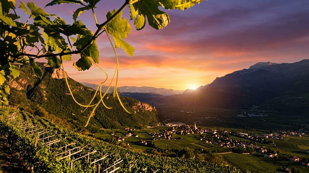 Essenziali dell'Alto Adige - Cantina Terlano 3 Vigneti e Territorio Cantina Terlano