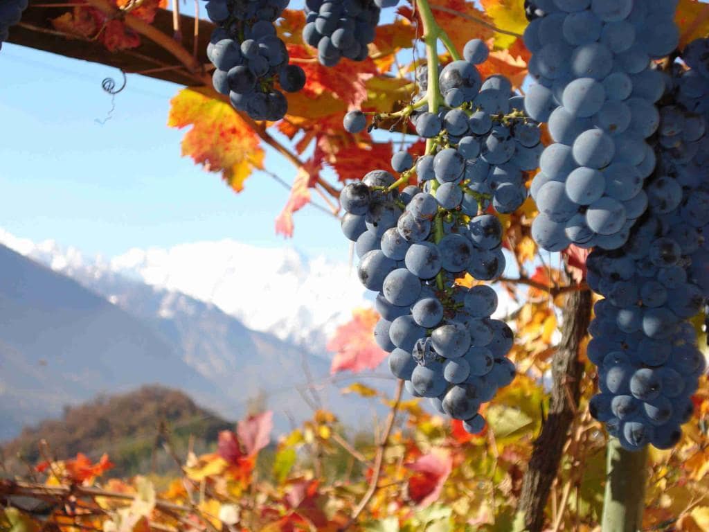 Storia Del Vino 45 fer d'Arvier Valle d'Aosta DOC