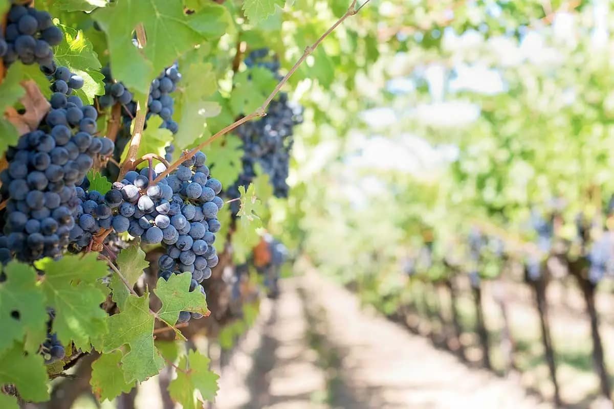 Storia Del Vino 51 vino-dolcetto-uva-piemonte