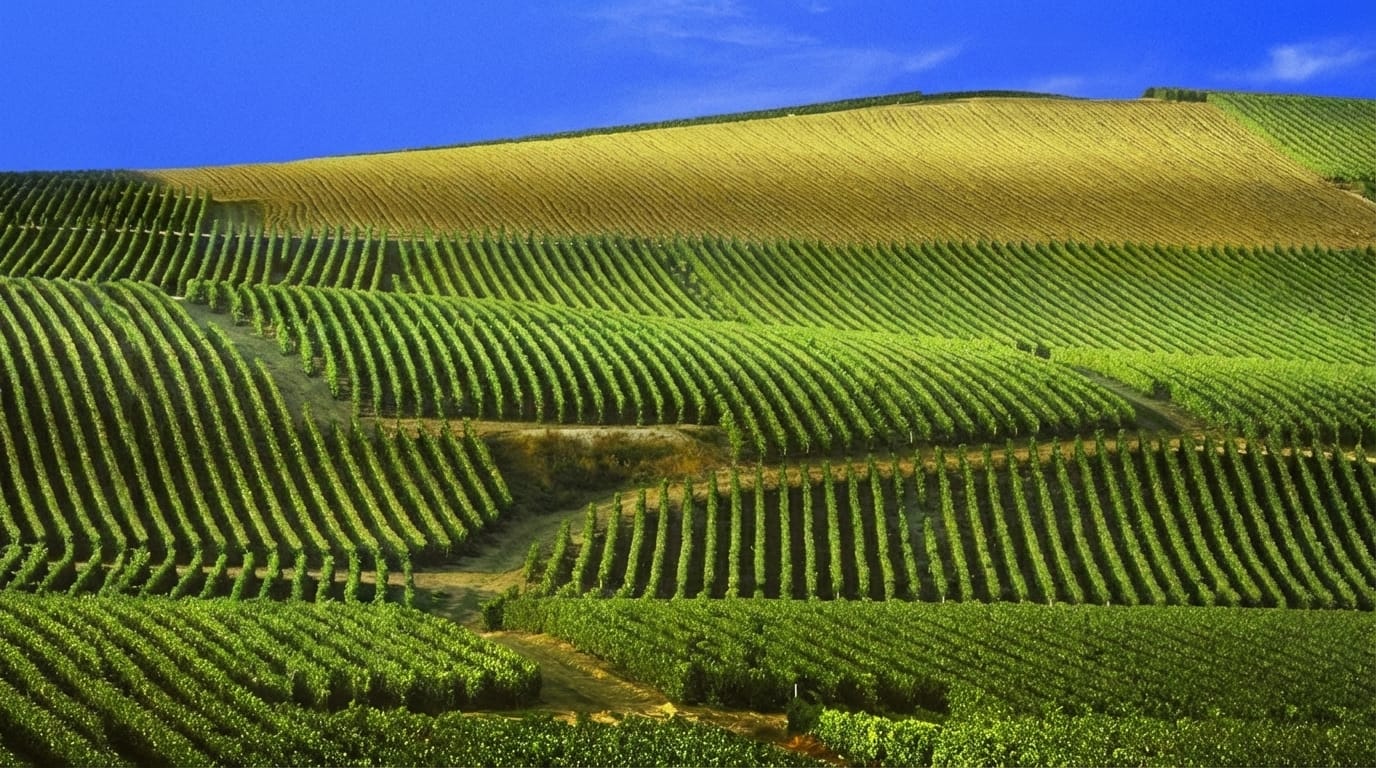 Blog 41 il ruolo principe del terroir nello champagne