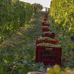 Asti, la Guida Definitiva: 12 Consigli per Scegliere il Perfetto Spumante Piemontese 1 moscato-asti-uva-piemonte