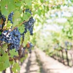 Dolcetto D'Acqui 1 vino-dolcetto-uva-piemonte