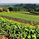 Guida alla vita della vite 1 Viticoltura