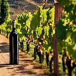 12 Segreti Affascinanti sui Vini dell'Umbria 3 wine from region umbria in italy vino dell' umbria