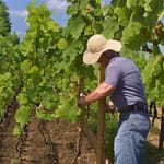 Come si lavora la pianta della vite? 1 working the vine plant lavorazione pianta della vite