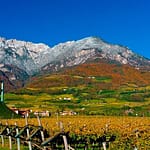 5 Vini Decisivi: la Cantina Tramin e le sue etichette iconiche 2 Cantina Tramin