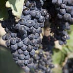 Il Dolcetto d'Alba: Un Prestigioso Vino Rosso del Piemonte 3 Dolcetto-d-Alba-vino-rosso-piemonte-uva