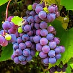 I 7 Segreti Straordinari del Brachetto d'Acqui DOCG: La Guida Definitiva 1 bracchetto-aqui-piemonte-uva