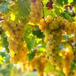 Tutto sull'Erbaluce di Caluso perfetto: Guida Completa 1 erbaluce-vitigno