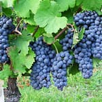 Freisa DOC 4 freisa-uva-piemonte