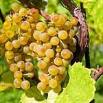 Loazzolo 2 uva-loazzolo-vitigno-piemonte-grappes