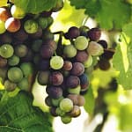 Alta Langa DOCG: L'Esclusivo Prestigio del Metodo Classico Piemontese 4 uva-vino Alta Langa