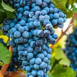 Nebbiolo d'Alba DOC 1 grappolo nebbiolo