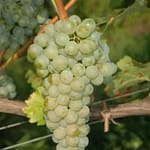 Scopri i 15 Blanc De Morgex Et De La Salle Più Definitivi ed Eccezionali 2 Vitigno Prié Blanc autoctono