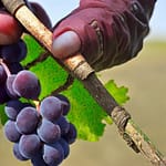 Innesto 1 innesto uva