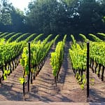 I 7 Segreti Incredibili per Distinguere Vitigno e Vigneto: La Guida Definitiva al Mondo del Vino 1 vigneto