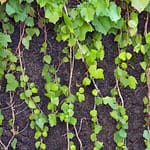 Che cosa sono i Vitigni? 1 vitigno