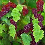 Vitis labrusca: una vite con caratteristiche particolari 1 vitis labrusca una vite con caratteristiche particolari