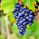 Agiorgitiko 4 agiorgitiko