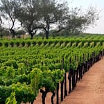 Cosa distinguono gli acronimi DOS, DOC e DOCG? 8 doc docg acronimi del vino