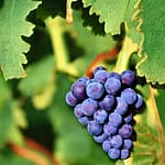Quali sono le malattie dell'uva ed insetti infestanti? 2 malattie del vino grape diseases and insect pests
