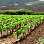 Sistema di coltivazione a cordone speronato della vite 4 sistema di coltivazione a cordone speronato della vite spurred cordon vine cultivation system