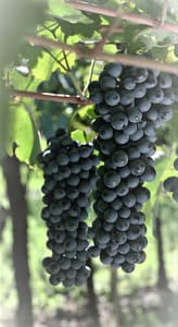 Vini del Piemonte 4 Bonarda_Piemonte