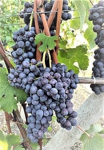Vini del Piemonte 1 Uva_Nebbiolo