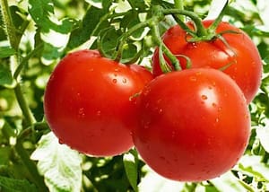 Vino e pomodoro qual'è l'abbinamento perfetto? 2 vino e pomodoro