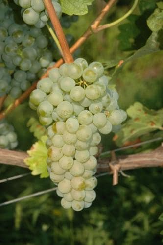 Storia Del Vino 46 Vitigno Prié Blanc autoctono