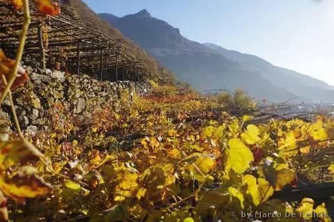 Storia Del Vino 50 Donnas Valle d'Aosta