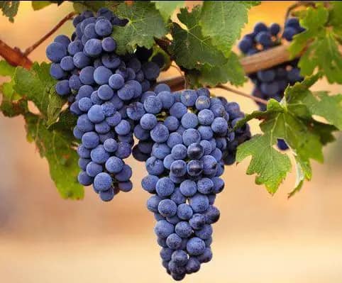 Storia Del Vino 33 canavese-vitigno