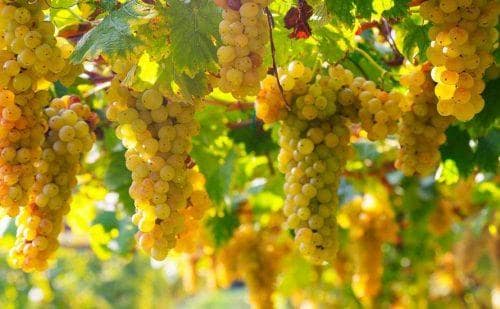 Storia Del Vino 37 erbaluce-vitigno