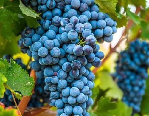 Storia Del Vino 32 grappolo nebbiolo