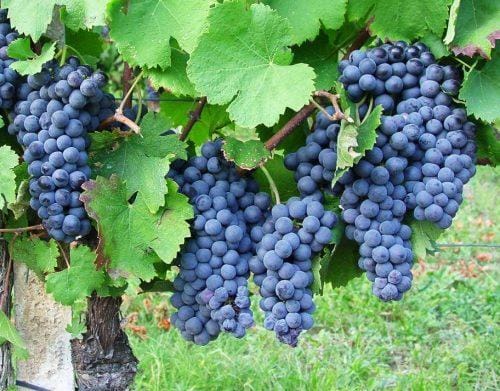 Storia Del Vino 35 freisa-uva-piemonte