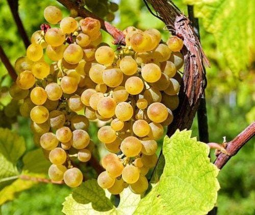 Storia Del Vino 34 uva-loazzolo-vitigno-piemonte-grappes