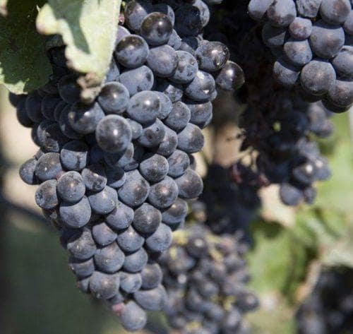 Storia Del Vino 38 Dolcetto-d-Alba-vino-rosso-piemonte-uva