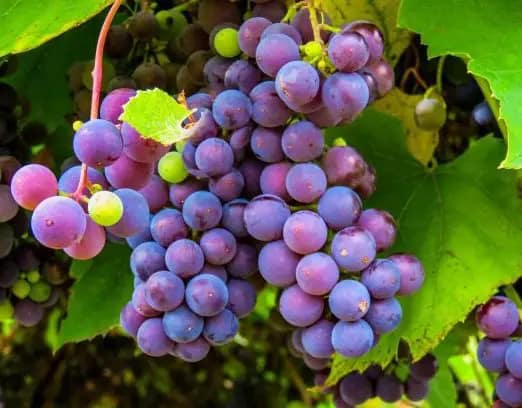 Storia Del Vino 42 bracchetto-aqui-piemonte-uva