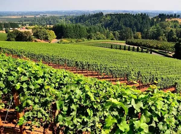 Storia Del Vino 59 Viticoltura