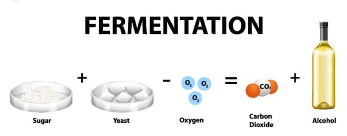 Fermentazione alcolica 1 fermentation