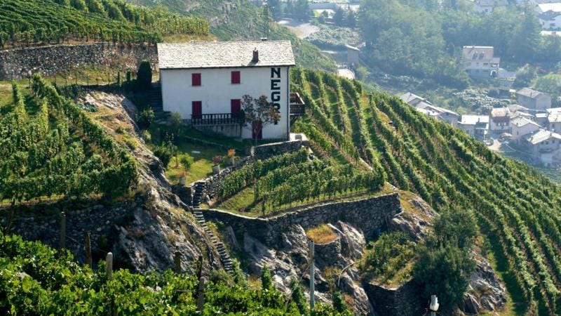 Blog 43 Cantina. Nino Negri