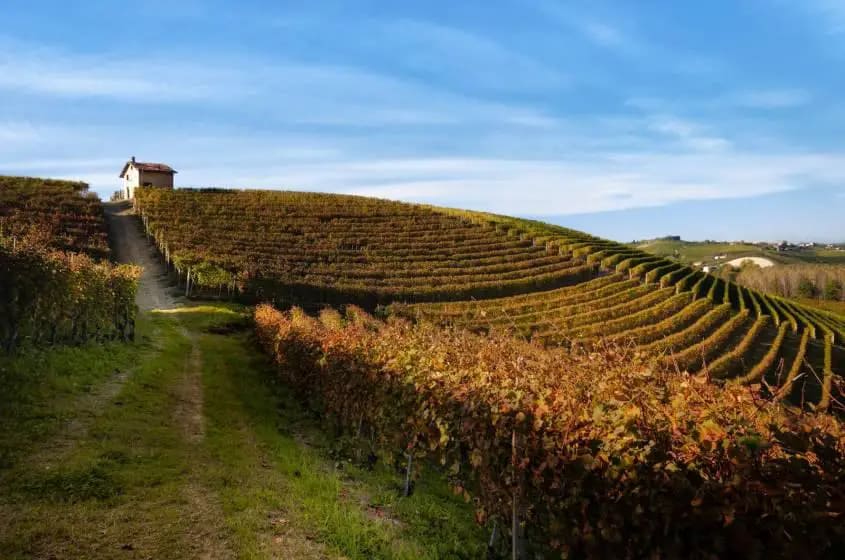 barbaresco-piemonte