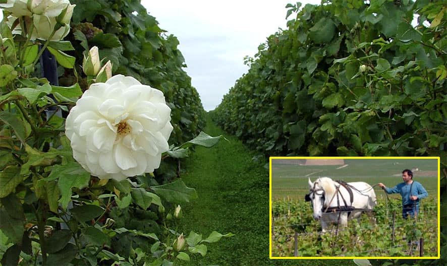 Vigneti e territorio Agrapart & Fils: Essenziali Espressioni di Terroir dalla Champagne vigne agrapart