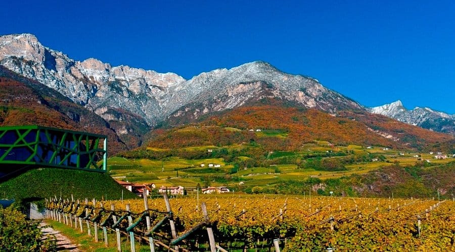 Blog 41 Cantina Tramin